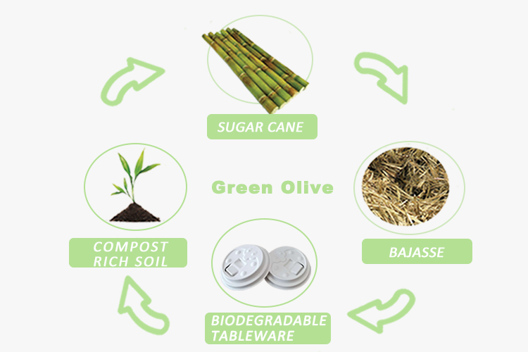 sugarcane pulp products