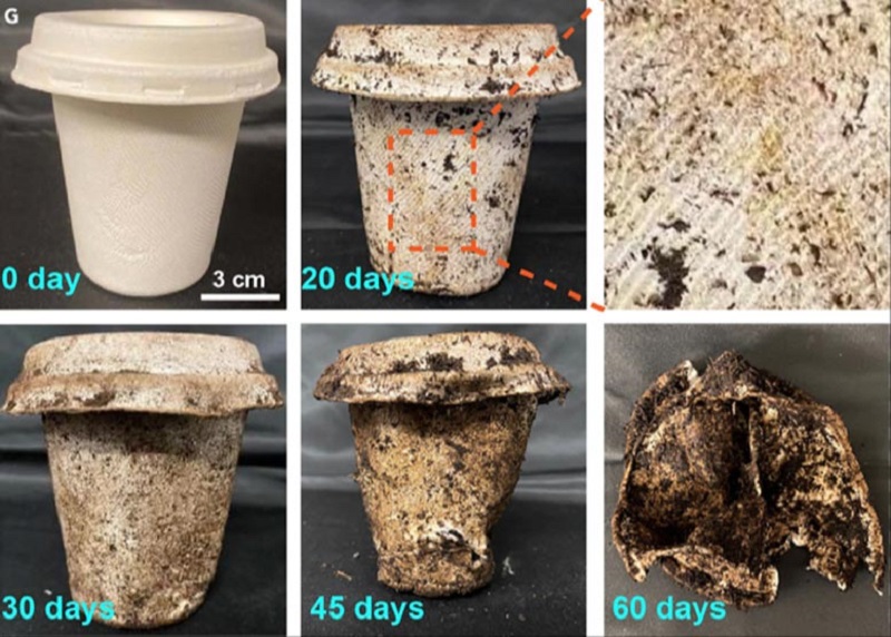 biodegradable cups and plates