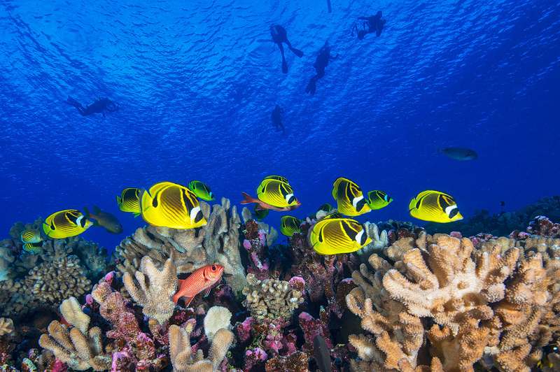 protect ocean