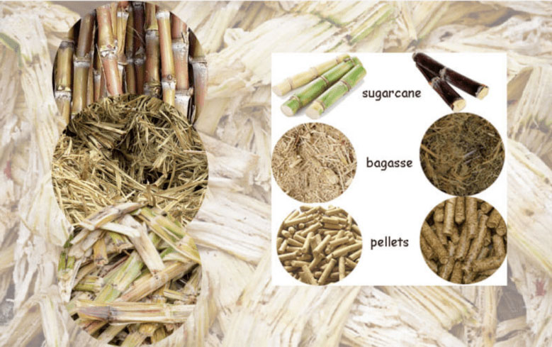 sugarcane bagasse packaging